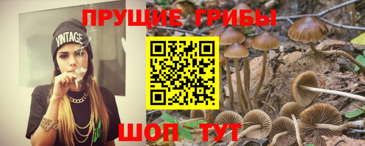 Псилоцибиновые грибы Psilocybine cubensis Дзержинск